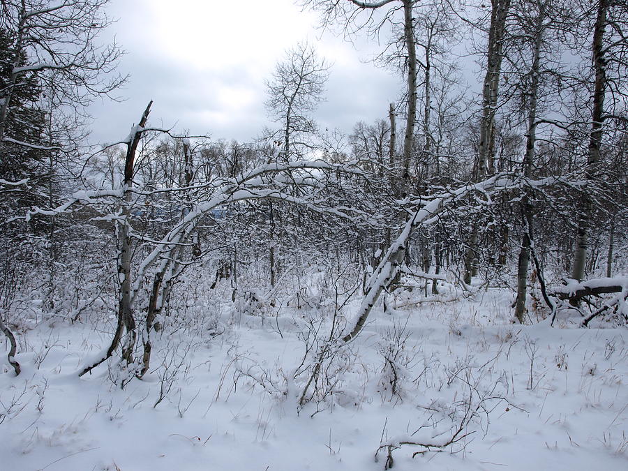 As Winter Returns Photograph by DeeLon Merritt