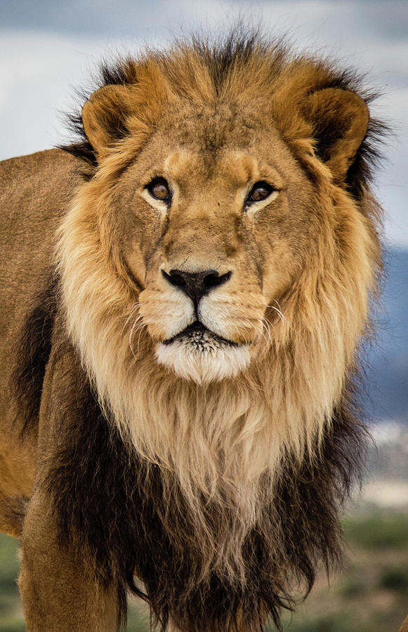 Asante the Lion Photograph by Teresa Wilson