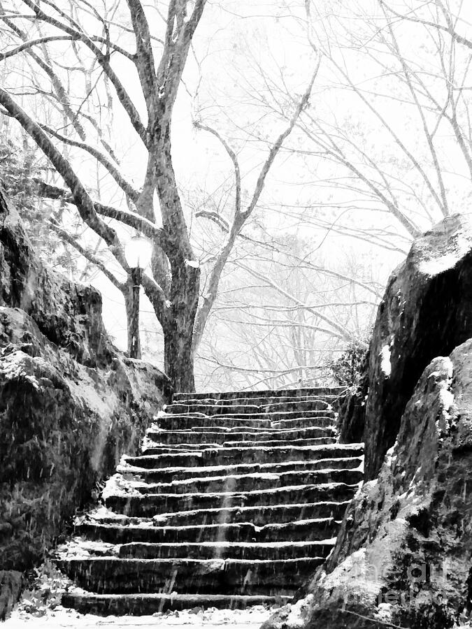 Tree Photograph - Ascending Steps by Mioara Andritoiu