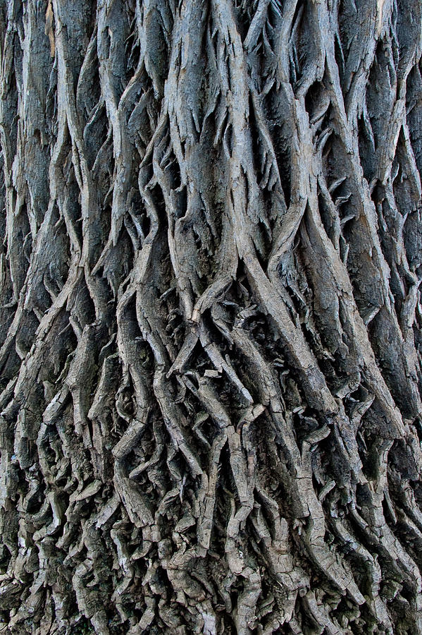 Tree Photograph - Ascension by Marian Kraus Tree Photograph - Ascension by Marian Kraus