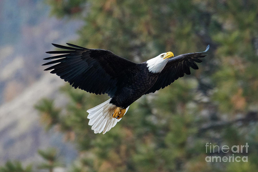 Eagle Photograph - Ascent by Michael Dawson