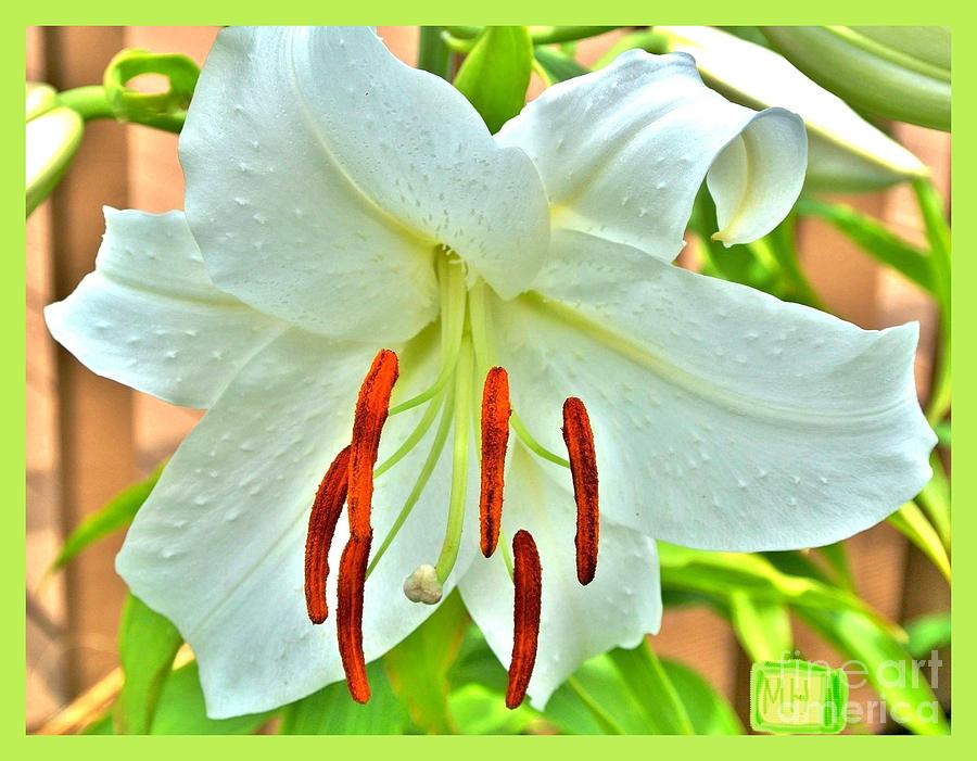 Asciatic White Lily Photograph by Marsha Heiken