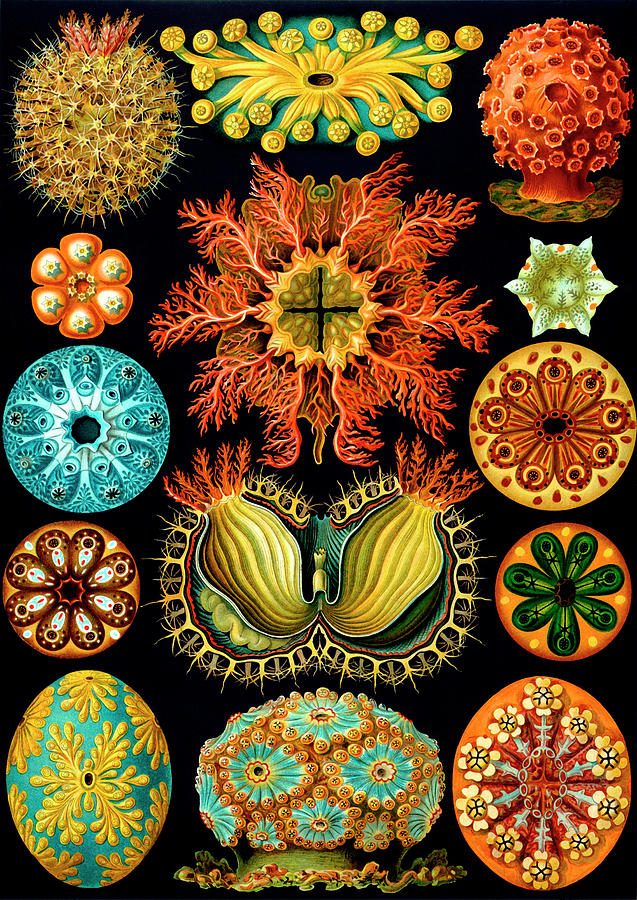 Vintage Painting - Ascidiacea Sea Squirts by Ernst Haeckel