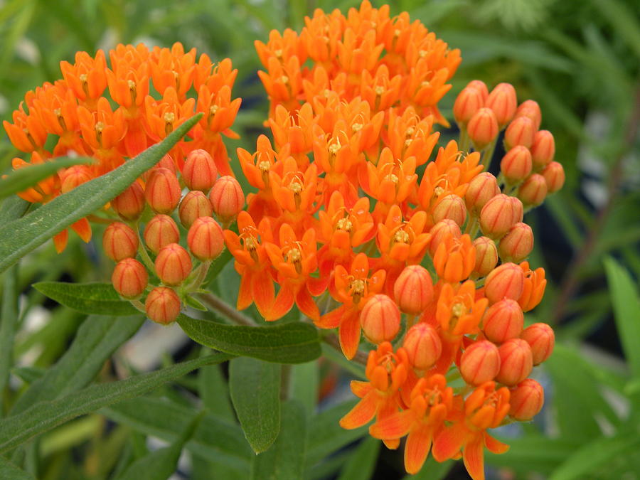 Asclepias - Butterfly Weed Photograph by Joanne Young - Pixels