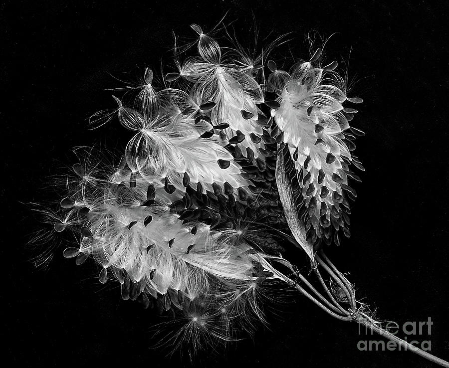 Asclepias currasavica--seed pod Photograph by Ann Jacobson