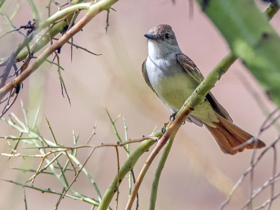 Ash-throated Flycatcher 9460 Photograph by Tam Ryan