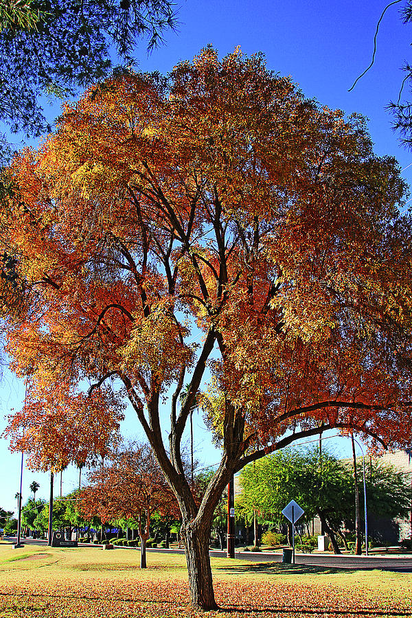Ash Tree With Fall Colors Digital Art by Tom Janca