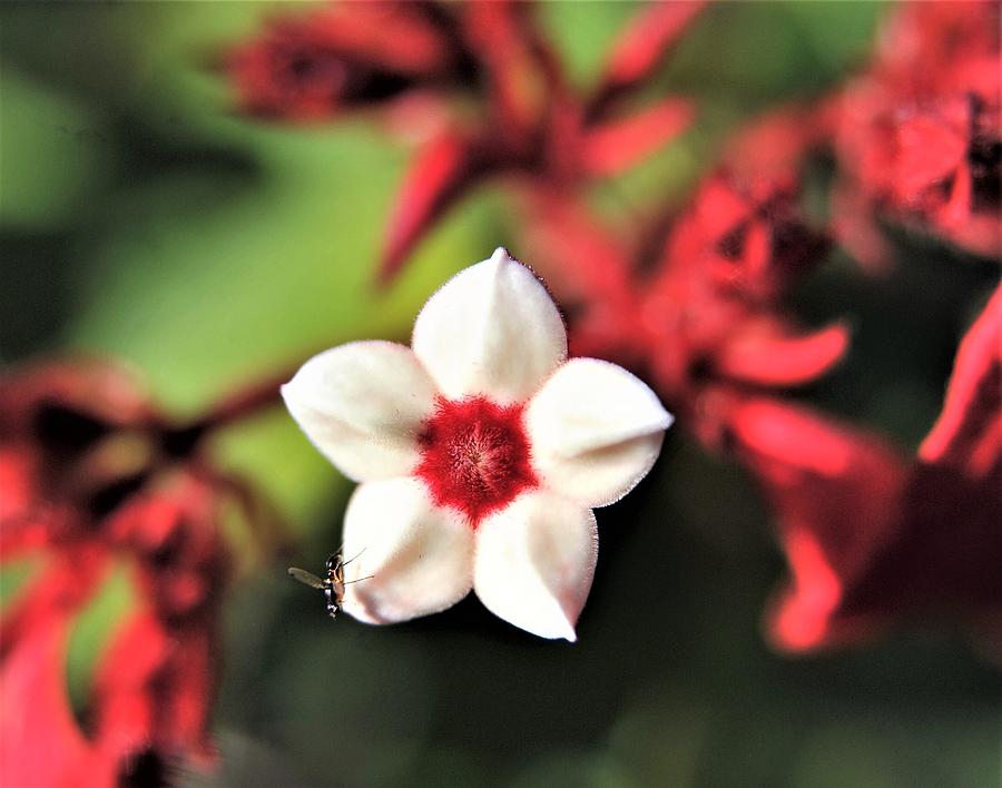 Ashantis Blood Flower Photograph by Heidi Fickinger