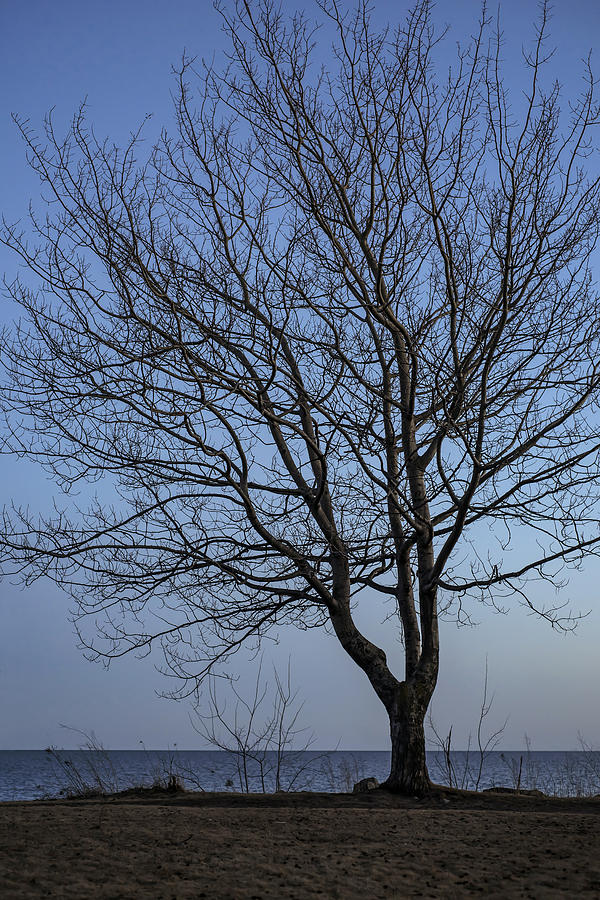 Ashbridges Bay Tree at Dusk Photograph by Rick Shea