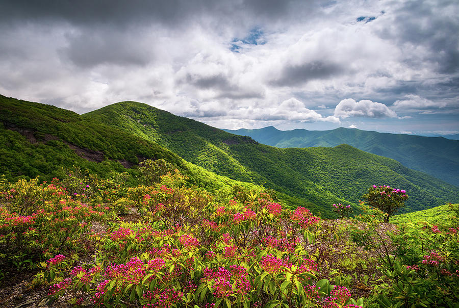 Asheville NC Blue Ridge Parkway Spring Flowers North Carolina Photograph by Dave Allen