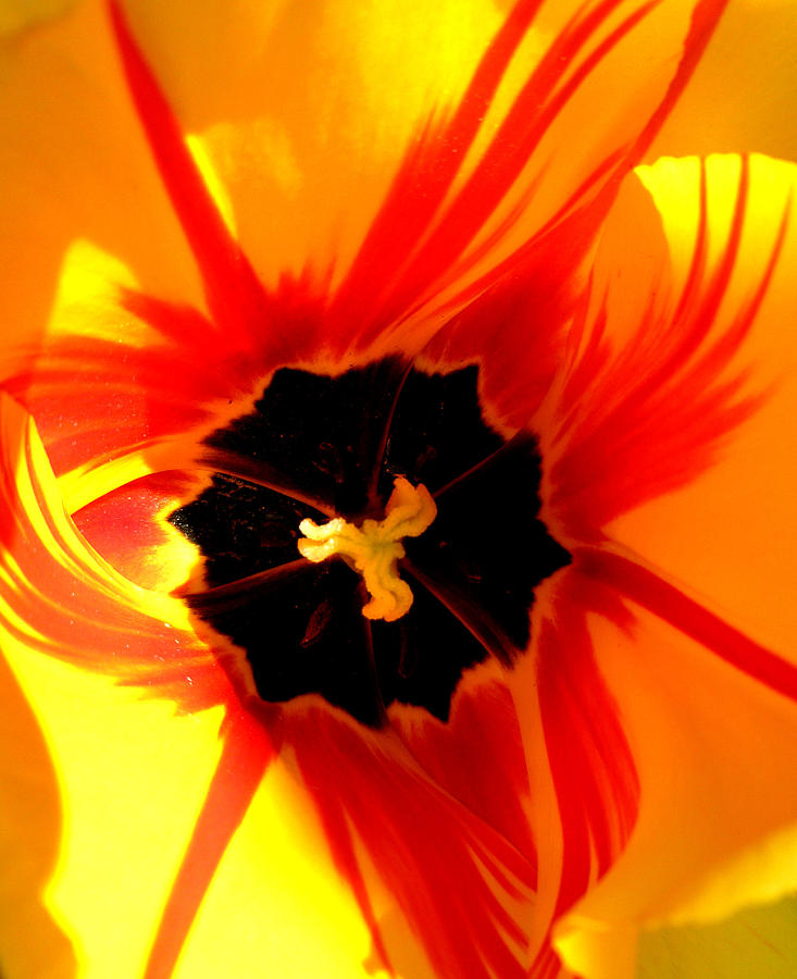 Ashlantian Flower Photograph by Tom Calderon