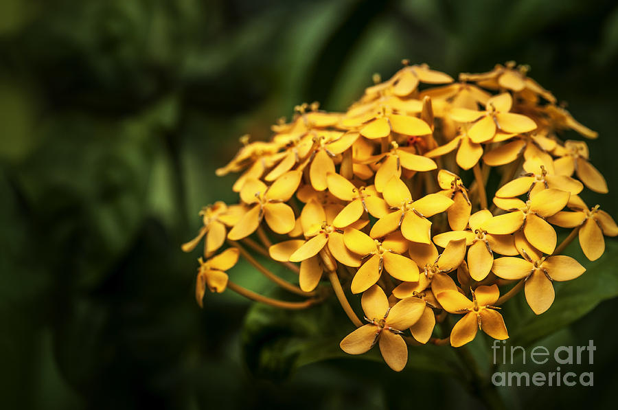 Ashoka Flowers - Yellow Variety Photograph by Charuhas Images