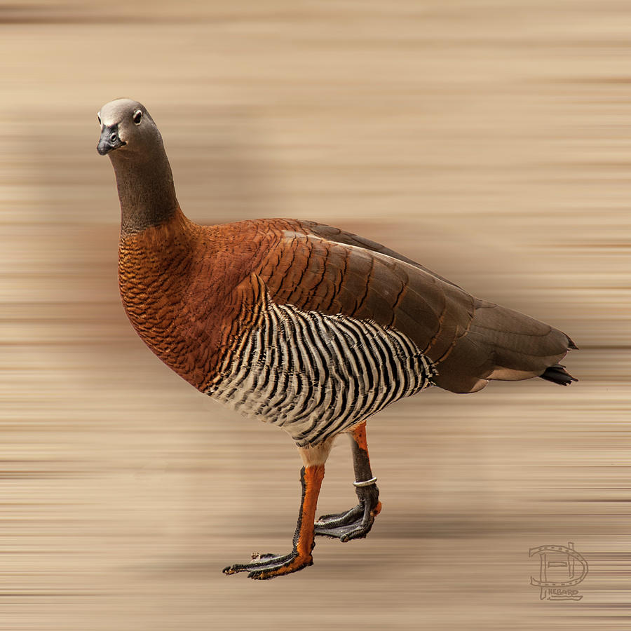 Ashy-headed Goose Photograph by Daniel Hebard