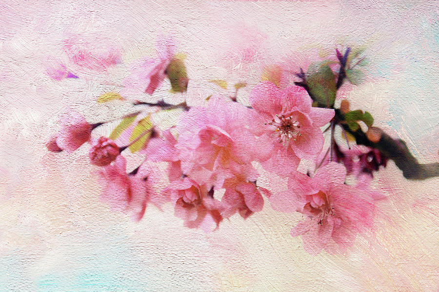 Flower Photograph - Asian Apple by Jessica Jenney