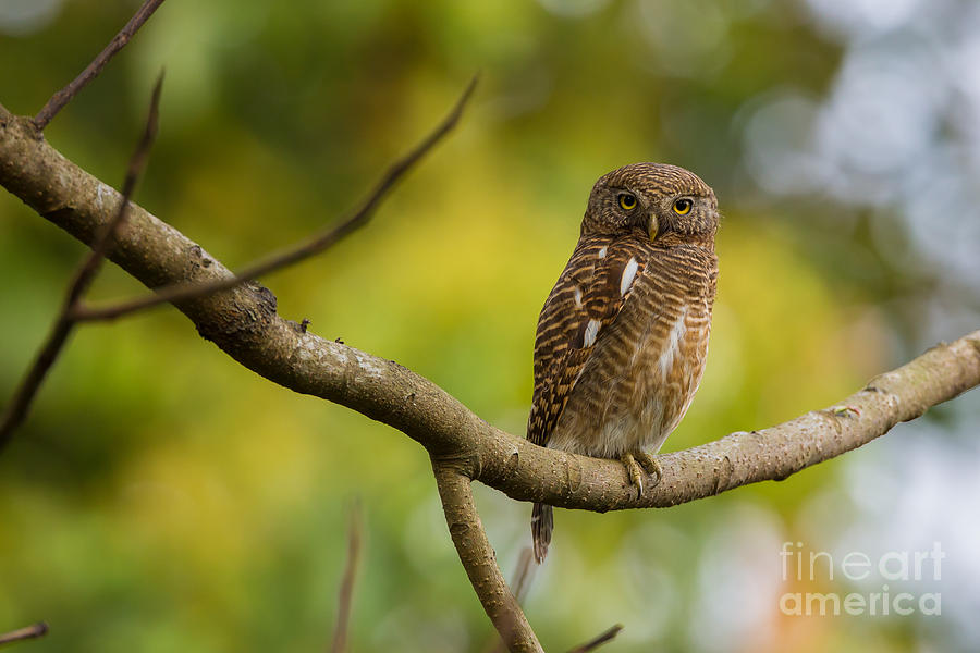 Asian Barred Owlet, India Photograph by B. G. Thomson