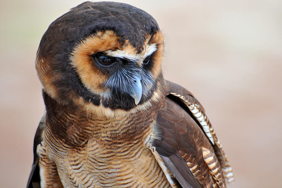 Asian Brown Wood Owl Photograph by Alan Lenk