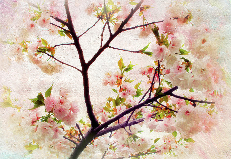 Asian Cherry Blossoms Photograph by Jessica Jenney