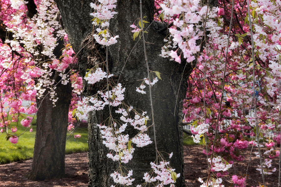 Asian Cherry in Bloom Photograph by Jessica Jenney