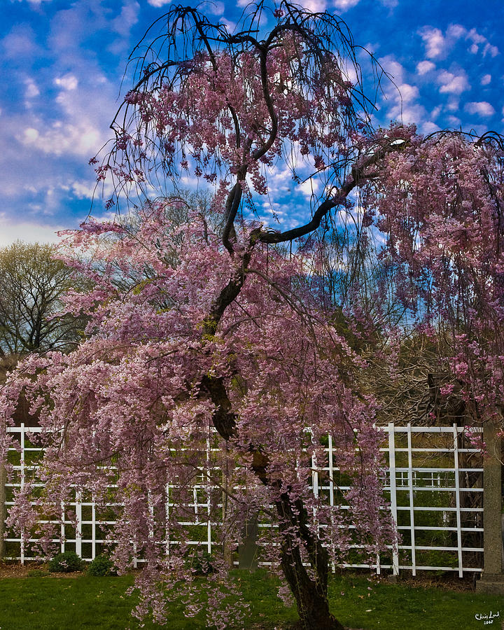 Asian Cherry in Blossom Photograph by Chris Lord