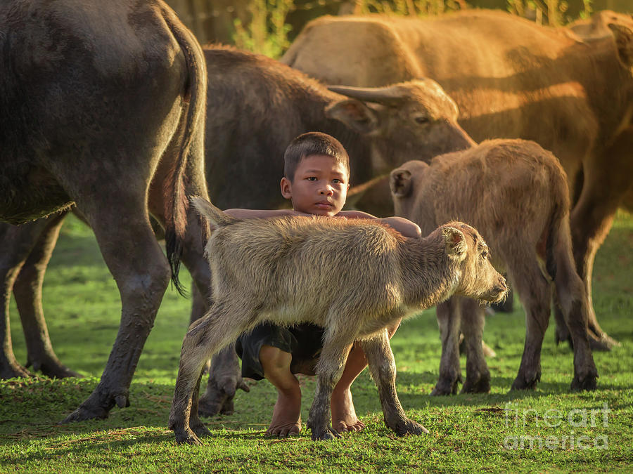 Asian children and buffalo at countryside. Photograph by Tosporn Preede