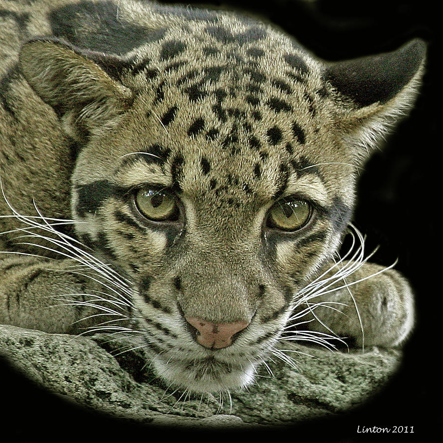 Asian Cloud Leopard 2 Photograph by Larry Linton