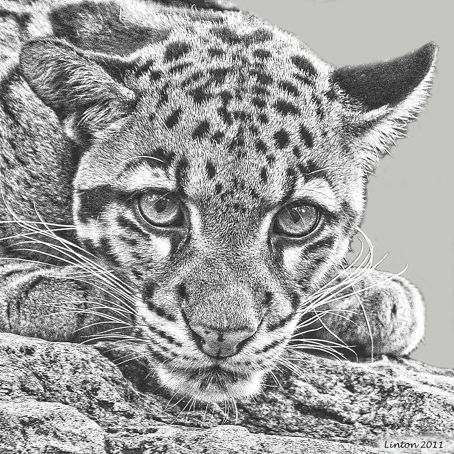Asian Cloud Leopard 3 Digital Art by Larry Linton