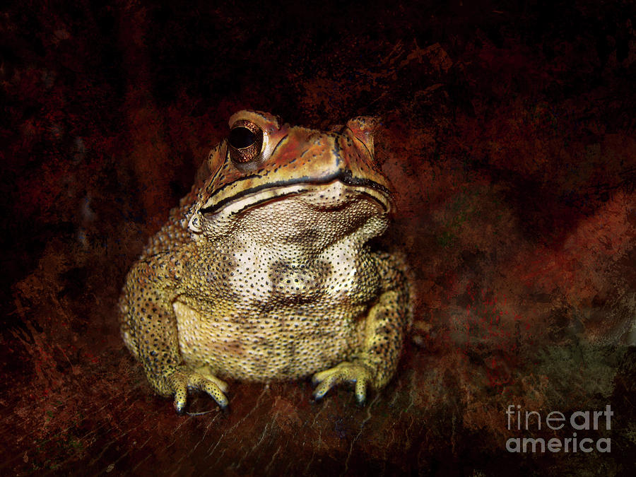  Asian Common Toad Photograph by Michelle Meenawong