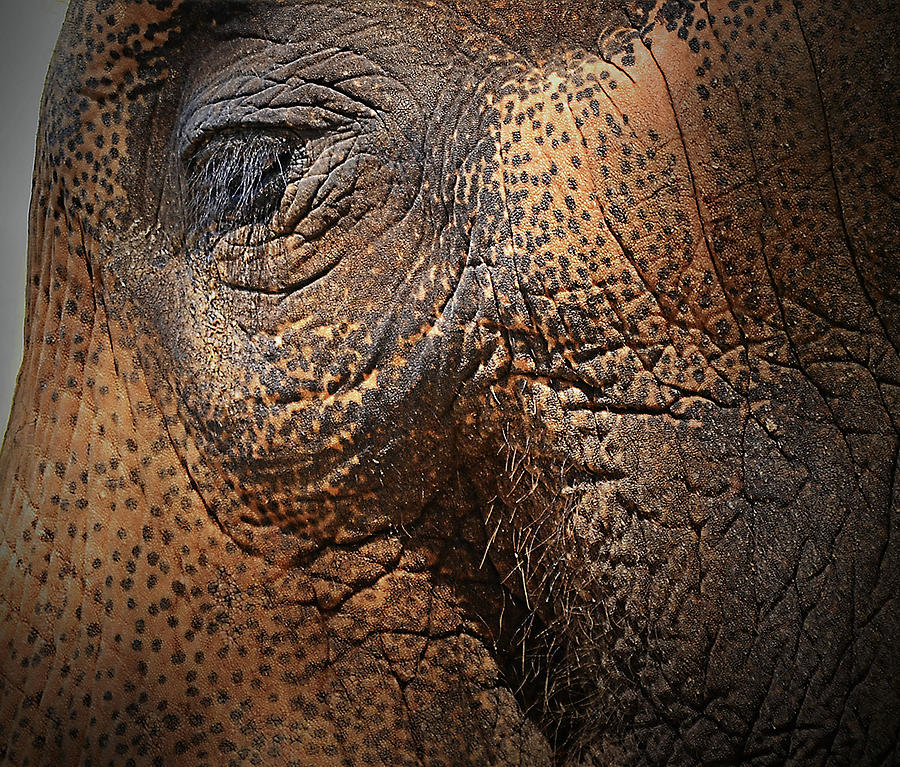 Asian Elephant Abstract Photograph by Nadalyn Larsen