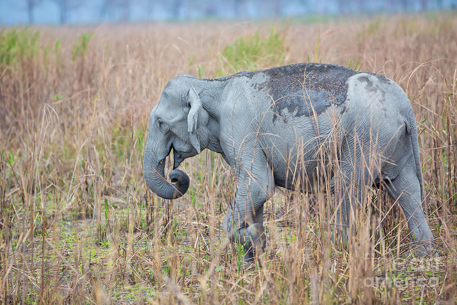 Asian Elephant, India Photograph by B. G. Thomson