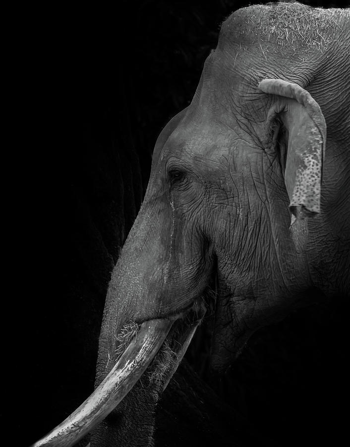 Asian Elephant Photograph by Jaime Mercado