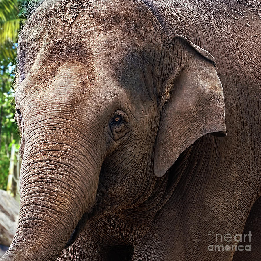 Asian Elephant Portrait by Kaye Menner Photograph by Kaye Menner
