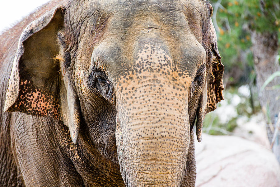 Asian Elephant Photograph by SR Green