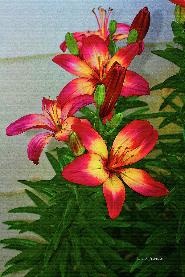 Asian Lilly Spring Time Digital Art by Tom Janca