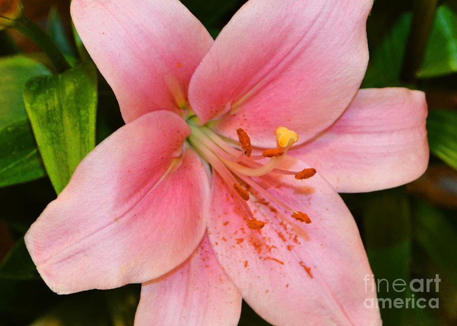 Asian Lily Photograph by Robert Suggs