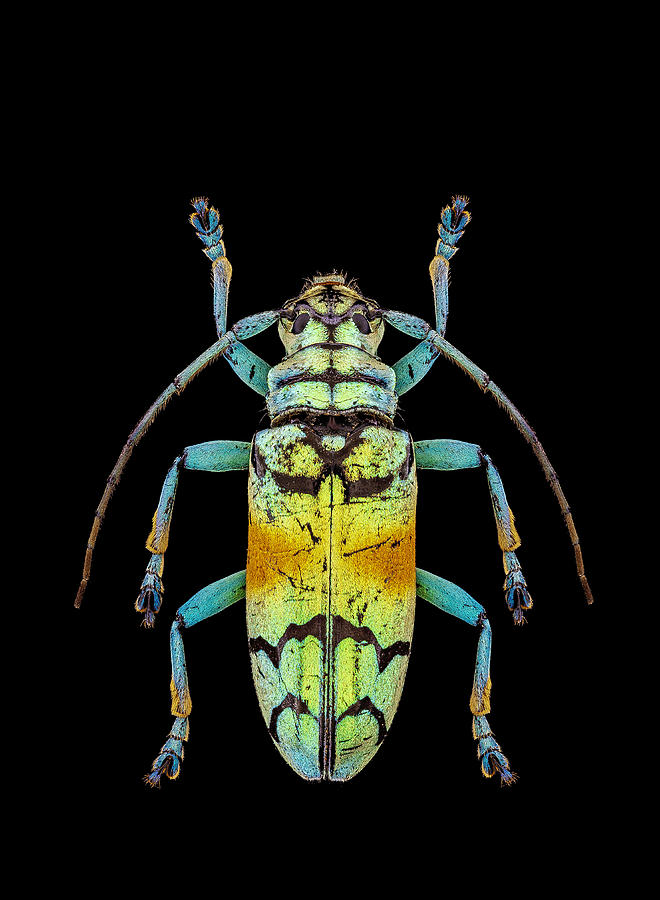 Asian Longhorn Beetle Photograph by Gary Shepard - Fine Art America