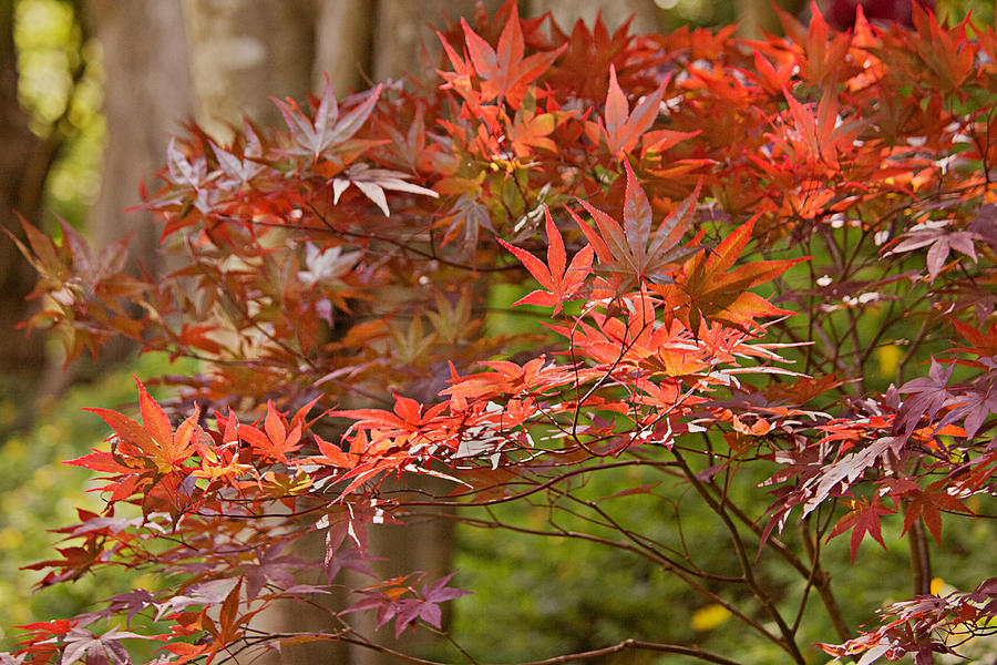 Asian Maple Photograph by Peter J Sucy