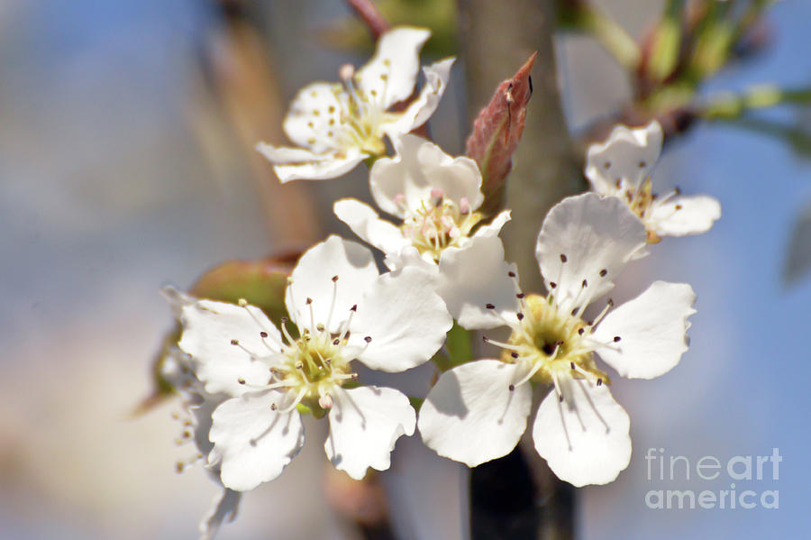 Asian Pear Blossoms Photograph by Kerri Farley