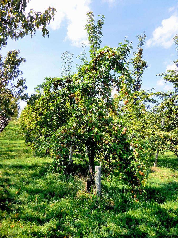 Asian Pear Tree 1 Painting by Jeelan Clark - Fine Art America