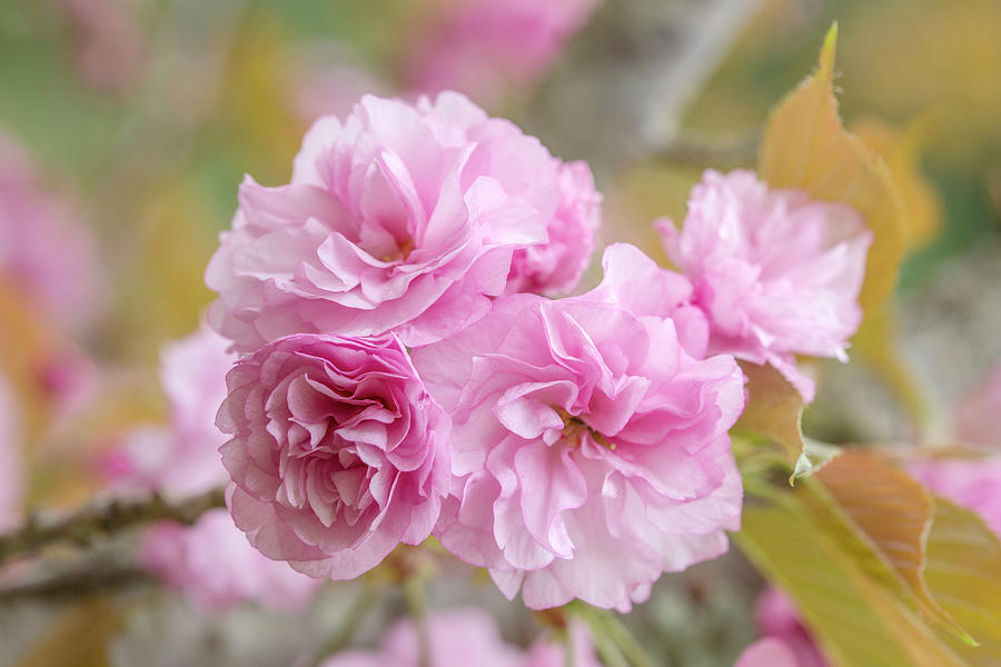 Asian Pink Cherry Blossom Photograph by Iris Richardson - Fine Art America