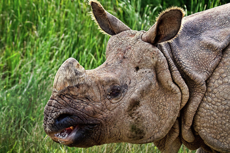 Asian Rhinoceros Photograph by Marcia Colelli