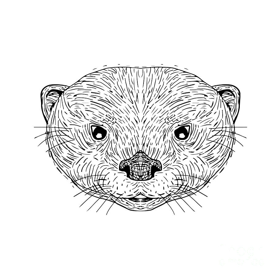 Wildlife Digital Art - Asian Small-Clawed Otter Head Drawing by Aloysius Patrimonio