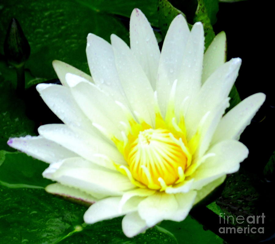 Asian Water Lilly Photograph by Randall Weidner