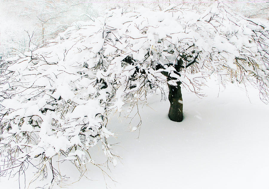 Winter Photograph - Asian Winter by Jessica Jenney