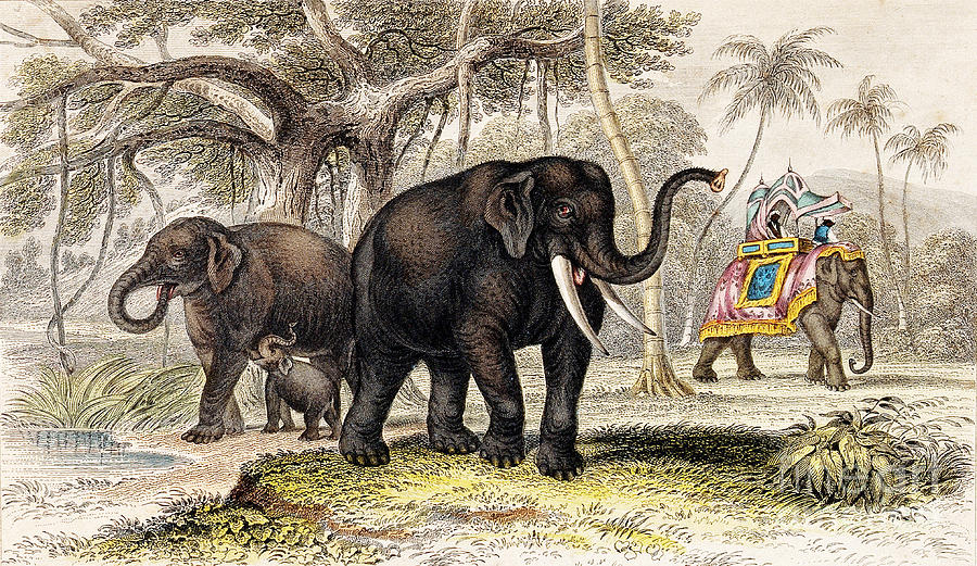 Asiatic Elephant With Young, 19th Photograph by Wellcome Images