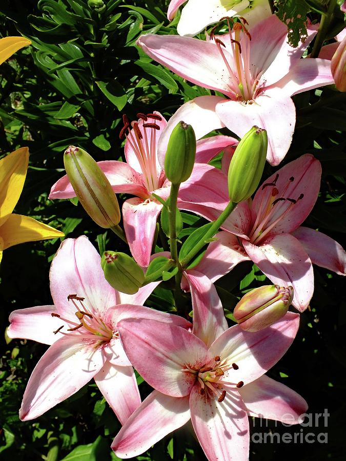Asiatic Hybrid Lilies - Grouping Photograph