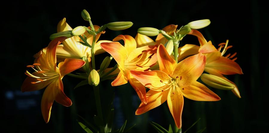 Asiatic Lilies2622_2 Photograph by Steven Ward