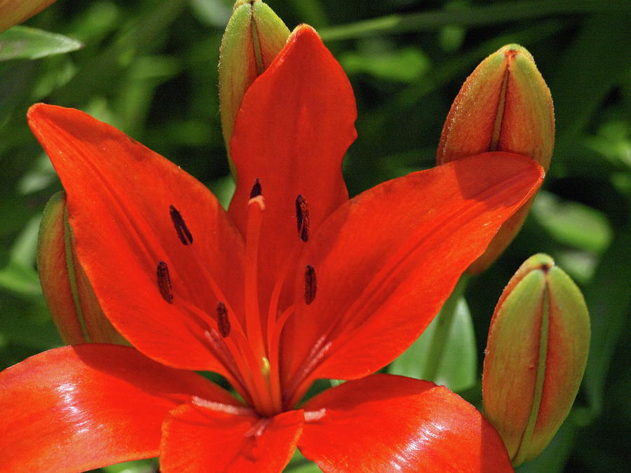 Asiatic Lily - 1 Photograph by Jeffrey Peterson