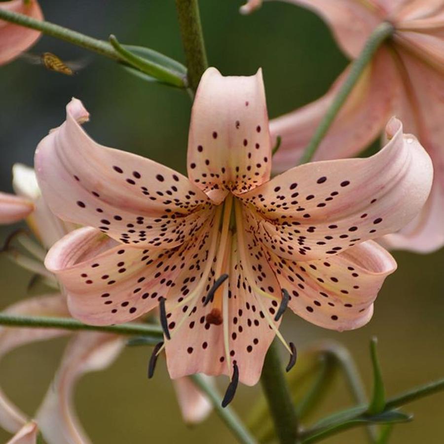 Summer Photograph - Asiatic Lily  by Eve Tamminen