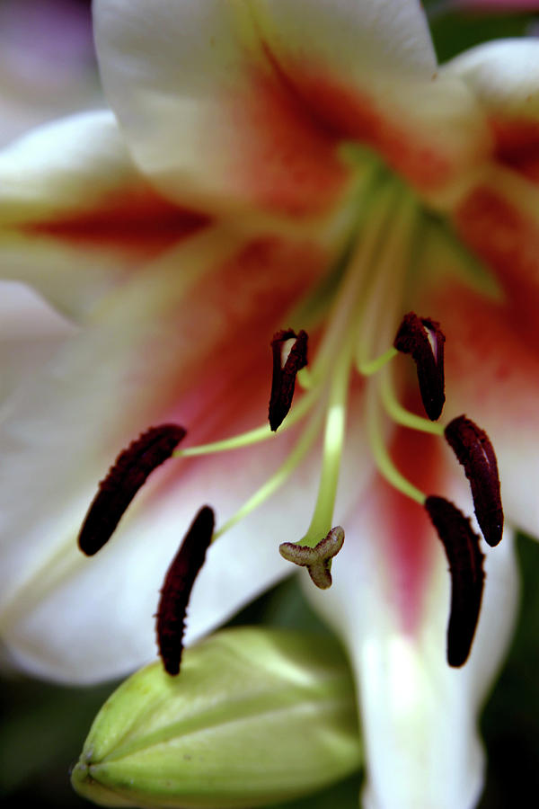 Asiatic Lily 1183 H_2 Photograph by Steven Ward