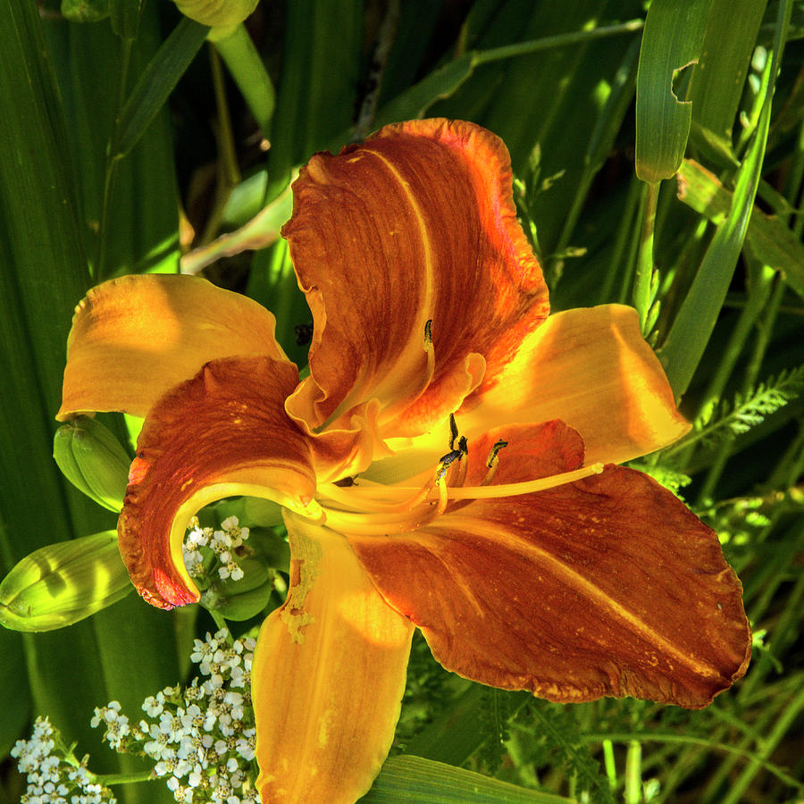Asiatic Lily Photograph by Bryan Spellman